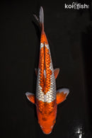 15.5" GINRIN OCHIBA SHIGURE