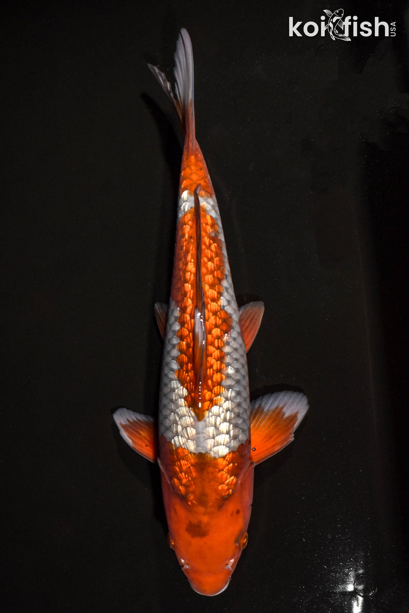 15.5" GINRIN OCHIBA SHIGURE