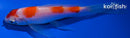 4.75" KOHAKU BUTTERFLY
