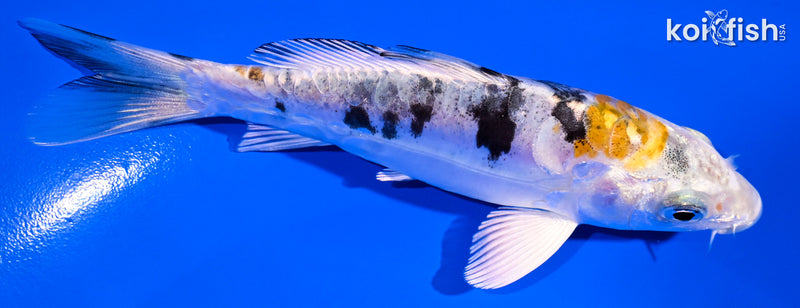 4.5" HEISEI NISHIKI