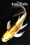 8.5" KIN KIKOKURYU BUTTERFLY