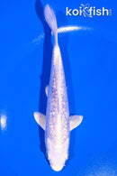 5.75" GINRIN PLATINUM OGON