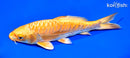 7.25" ARAGOKE YAMABUKI OGON