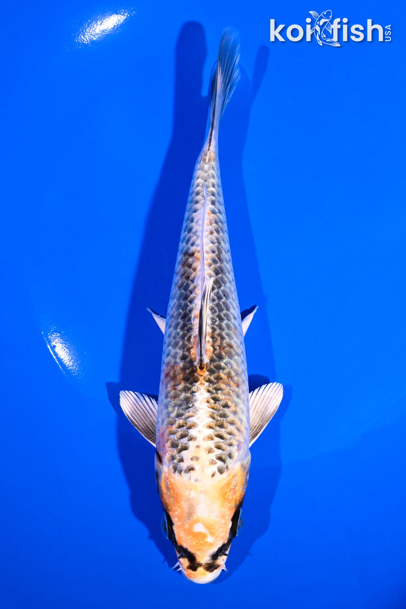 7" KUJAKU