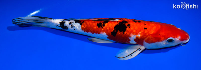 12.5" GINRIN SANKE