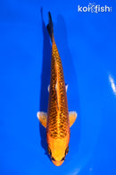 5" GINRIN ORENJI MATSUBA