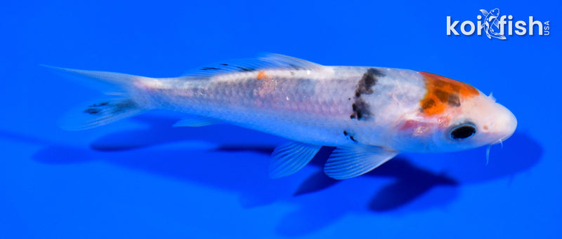 5.75" SANKE