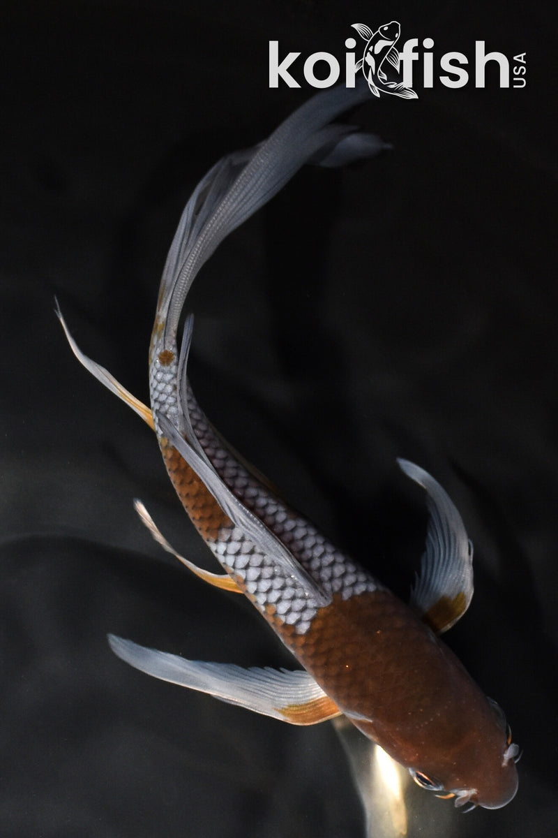 7.5" OCHIBA SHIGURE BUTTERFLY