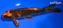 6.75" KIN HI UTSURI