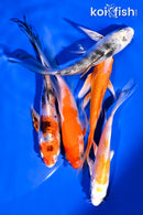 PACK OF (5) 4-5.5" BUTTERFLY KOI