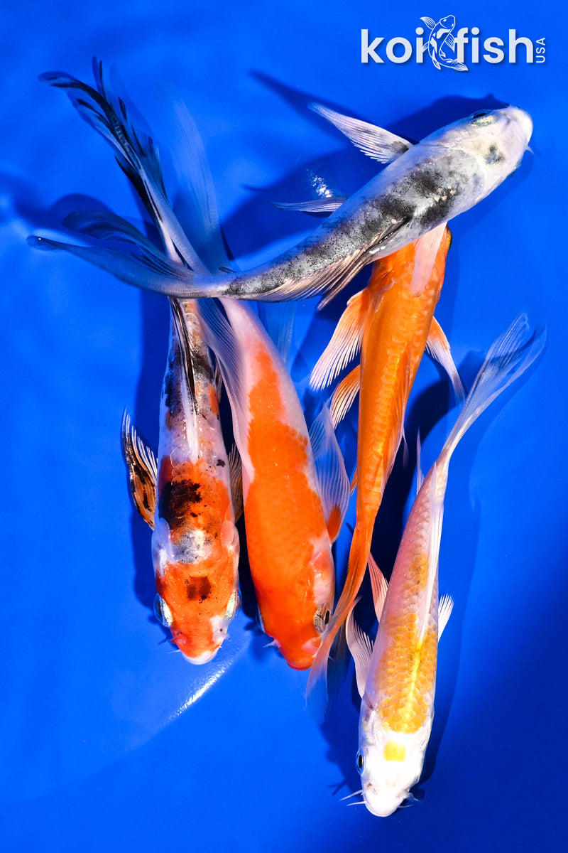 PACK OF (5) 4-5.5" BUTTERFLY KOI