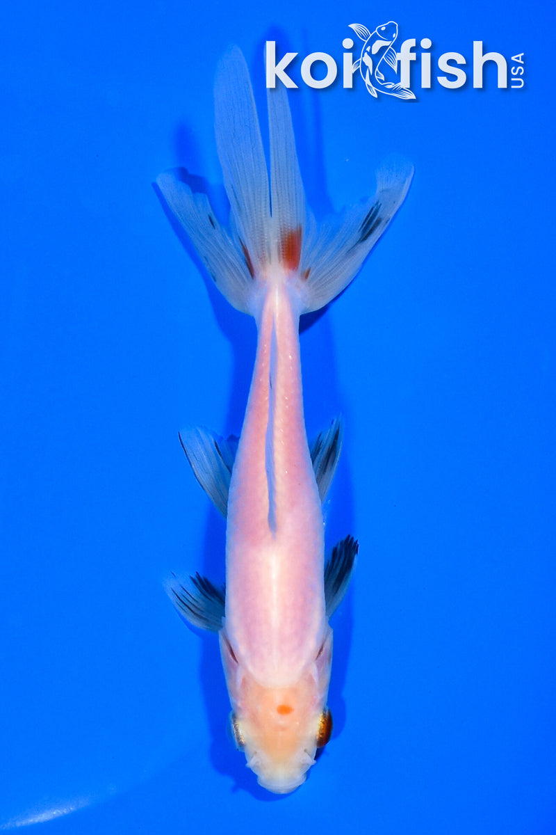 5.5" WAKIN GOLDFISH