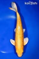 10.75" GINRIN YAMABUKI OGON