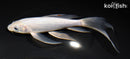 6.75" SORAGOI BUTTERFLY