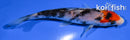 4.5" SANKE