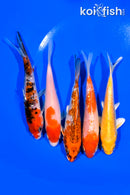 PACK OF (5) 5-5.25" STANDARD KOI