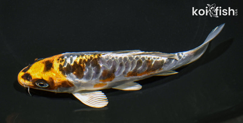 5.5" ARAGOKE BENI KIKOKURYU