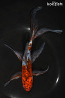 7.5" SHUBUNKIN GOLDFISH