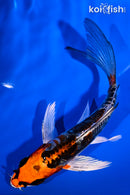 5.5" ARAGOKE BENI KIKOKURYU BUTTERFLY