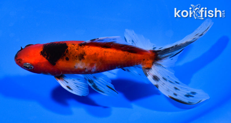 6" WATONAI GOLDFISH