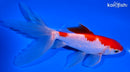 6.25" SARASA WATONAI GOLDFISH