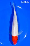 6.5" HOODED TANCHO KOHAKU