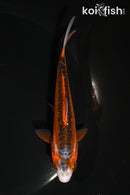 5" HI SHUSUI