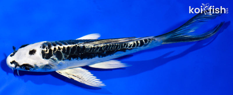 6" KIKOKURYU BUTTERFLY