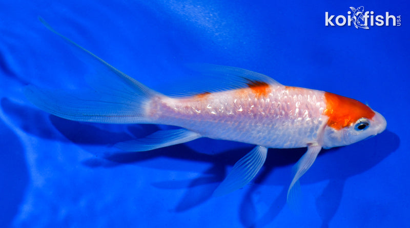 4.5" GINRIN KOHAKU BUTTERFLY