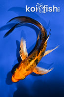 4.5" DOITSU KIN ORENJI BEKKO BUTTERFLY
