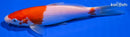 6.5" KOHAKU