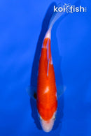 5.5" KOHAKU