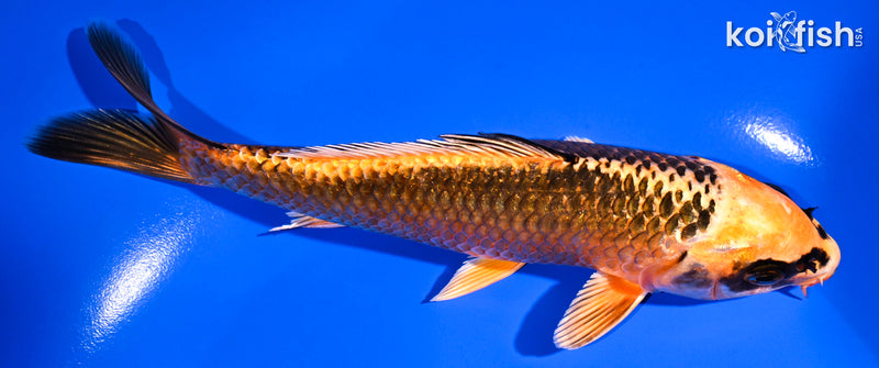 6.5" ORENJI MATSUBA