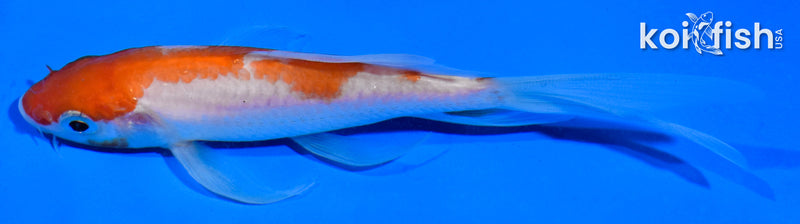 5.5" KOHAKU BUTTERFLY