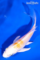 5.25" LEMON HARIWAKE BUTTERFLY