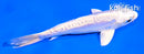 5" DOITSU PLATINUM OGON