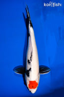 19.75" TANCHO SHOWA