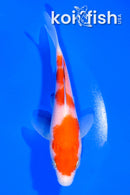 4.75" KOHAKU