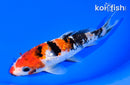 6.75" GINRIN SANKE