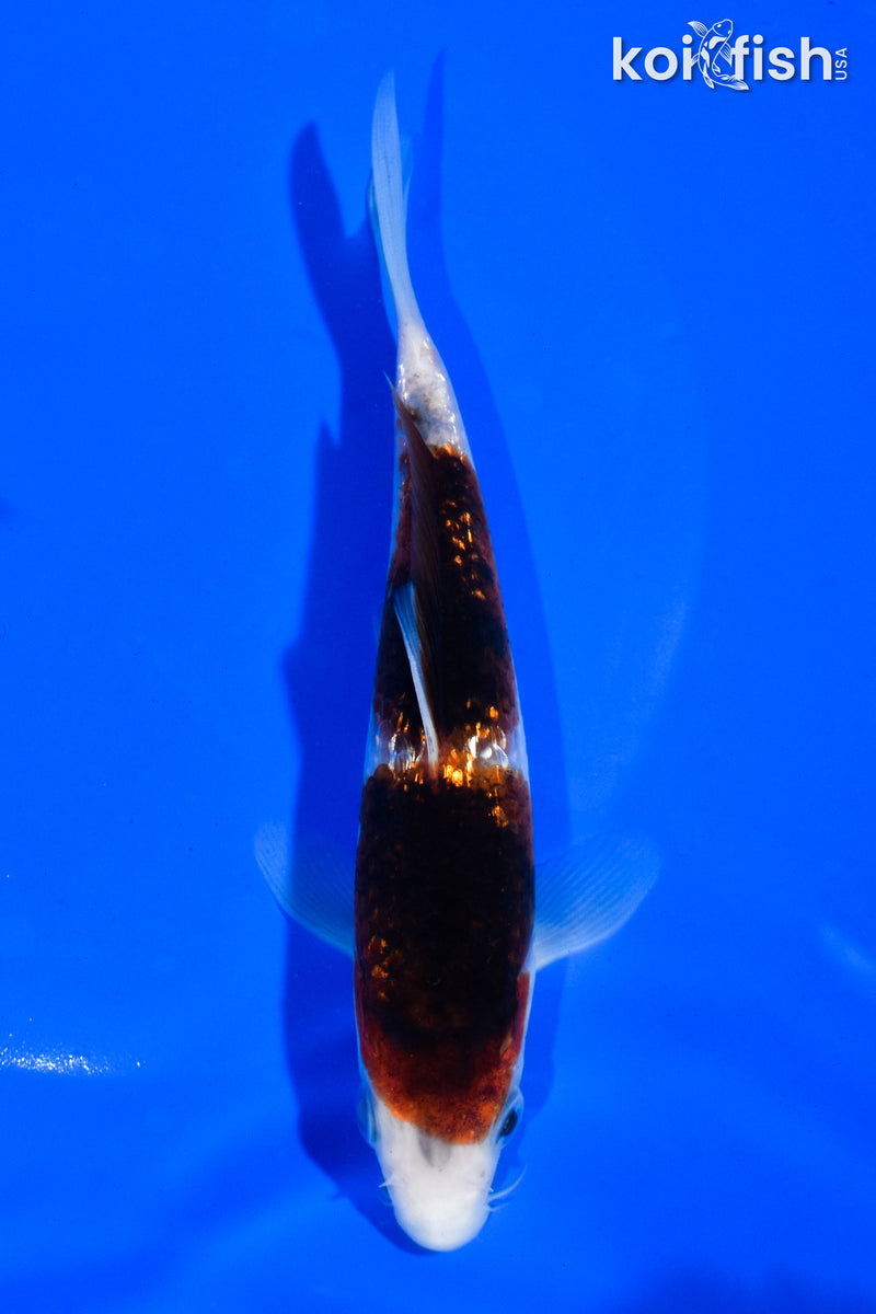 5.5" GINRIN GOROMO