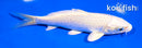 5.5" PLATINUM OGON