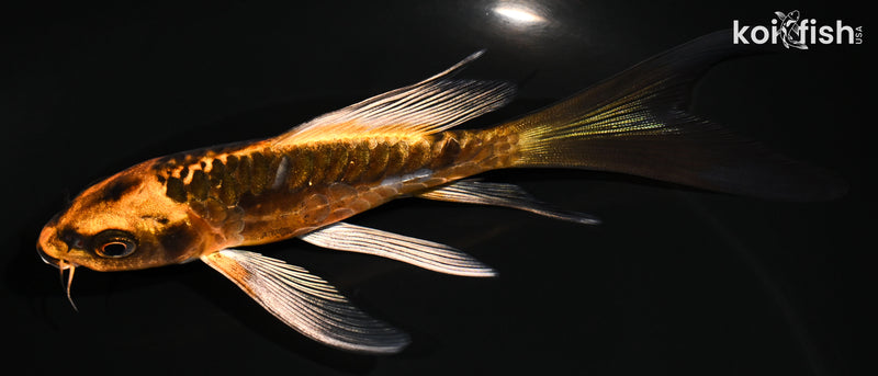 5.25" ARAGOKE BENI KIKOKURYU BUTTERFLY