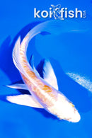 5" DOITSU HARIWAKE BUTTERFLY