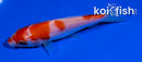 4" KOHAKU