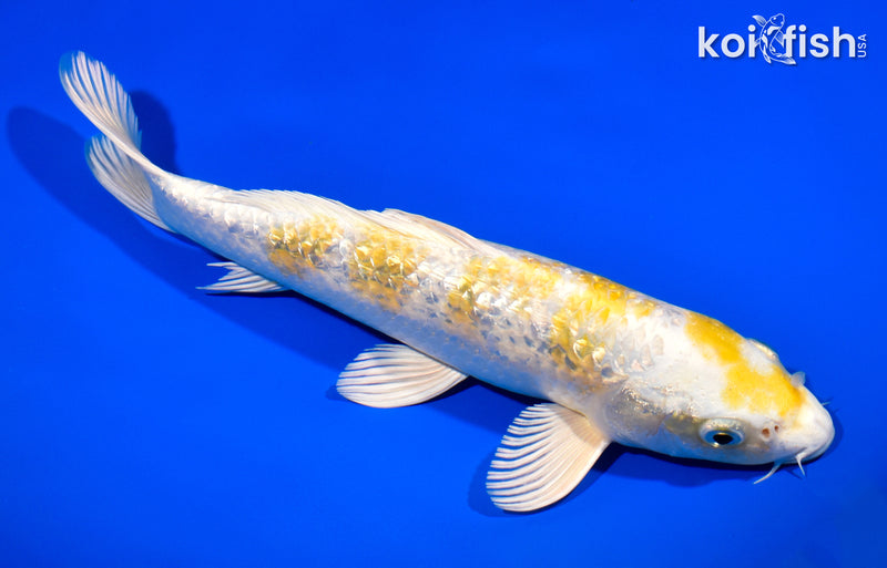 11" GINRIN HARIWAKE