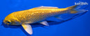 5.5" GINRIN YAMABUKI OGON