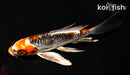 7" ARAGOKE BENI KIKOKURYU BUTTERFLY