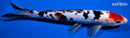 10.5" MARUTEN DOITSU SANKE