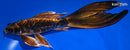 10.5" DOITSU KIN KABUTO BUTTERFLY