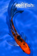 4.5" YAMATO NISHIKI BUTTERFLY